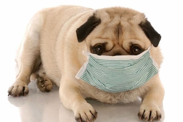 A sick pug with a mask on.