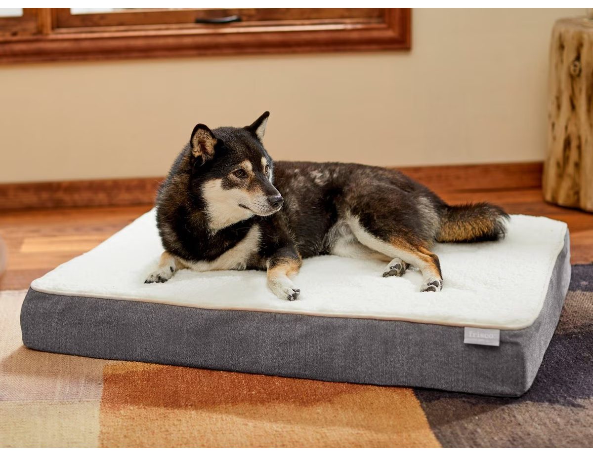 Frisco Orthopedic Pillow Dog Bed