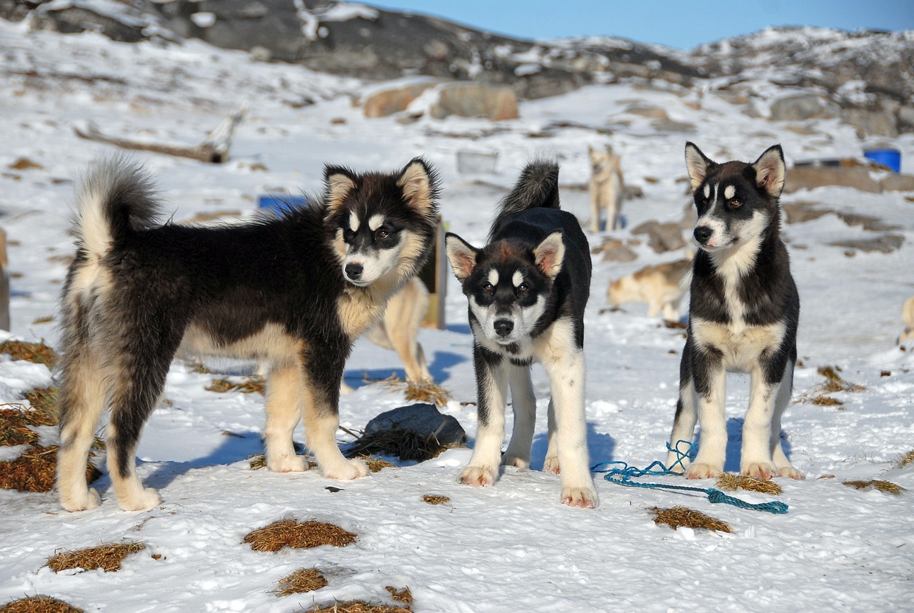 Greenland Dog out it the snow