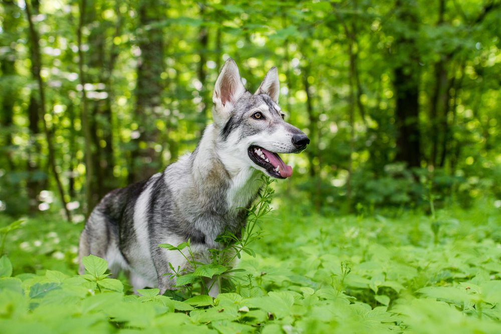 Northern Inuit Dog outdoors