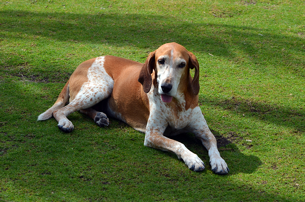 American-English Coonhound lying on the grass