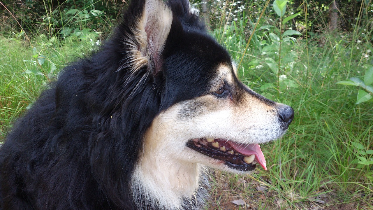 close up of a Finnish Lapphund