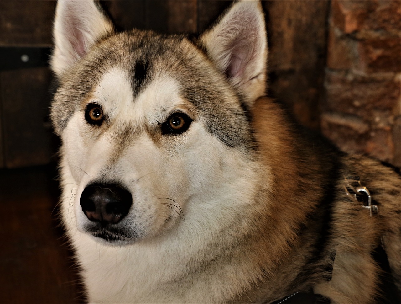 close up of a Tamaskan dog