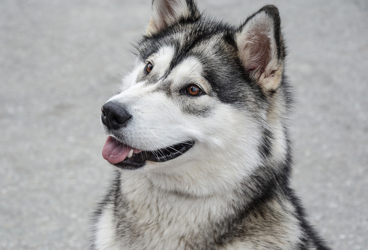 close up of an alaskan malamute