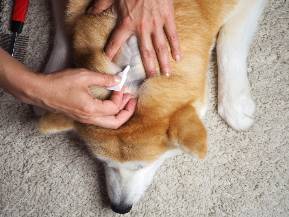 owner applying flea and tick treatment to the dog