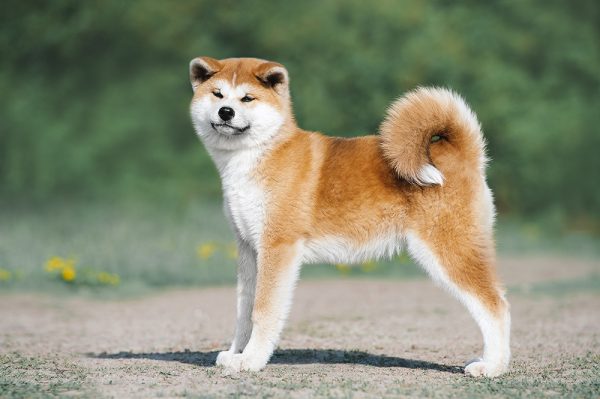 red Akita Inu dog