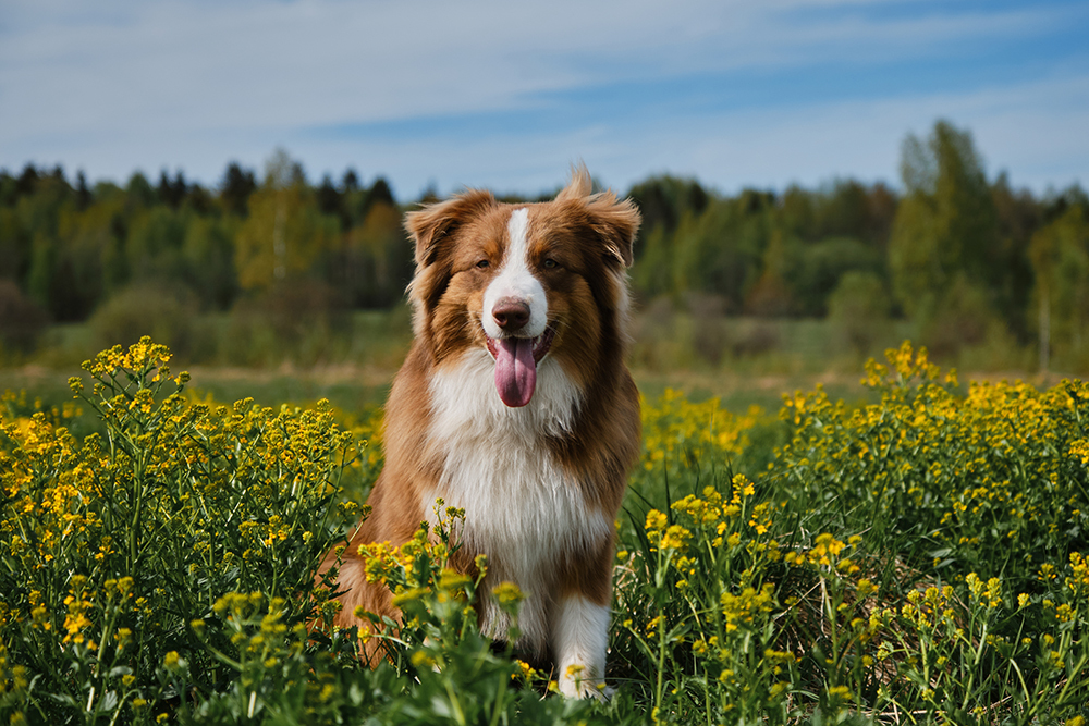 red Australian Shepherd dog