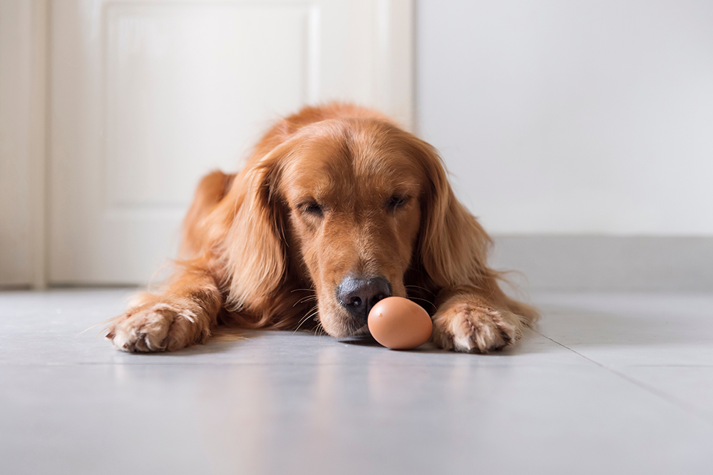 red Golden retriever dog looking at the egg on the floor