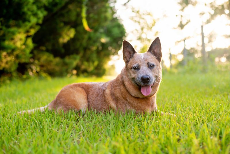 red heeler dog lying on the grass