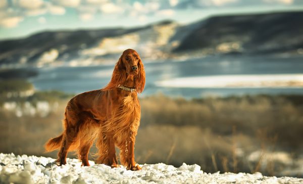 red Irish setter dog on the mountains