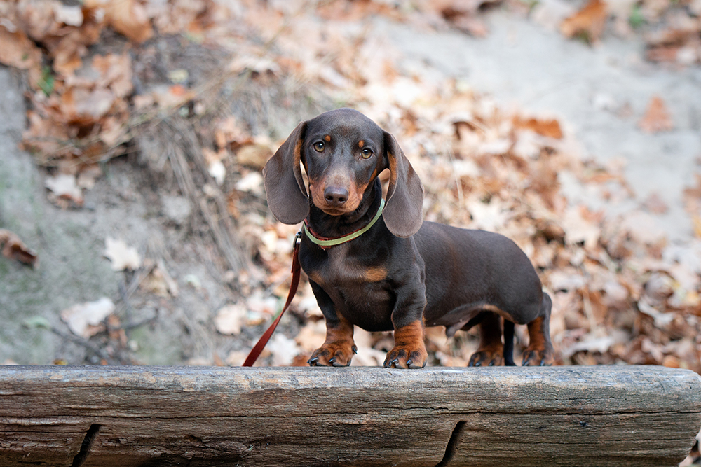 red mini dachshund puppy