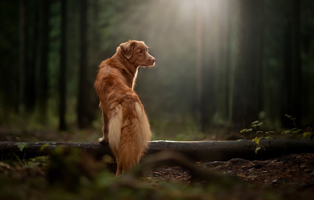 red nova scotia duck tolling retriever dog