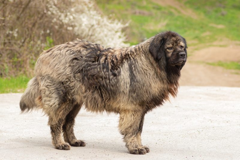Caucasian Shepherd dog standing outdoor