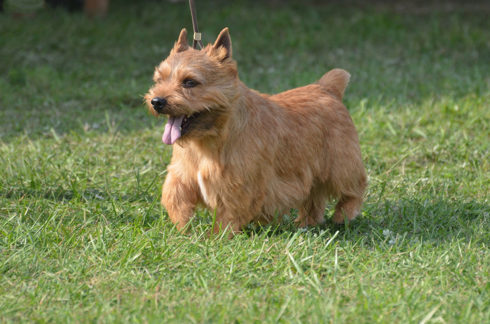 Cute Glen of Imaal terrier with his tongue sticking out
