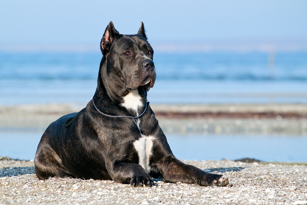 Italian Cane-Corso dog