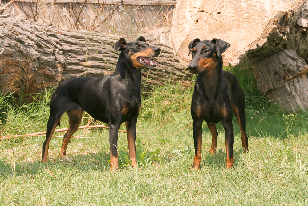 Portrait of two Manchester Terrier dogs