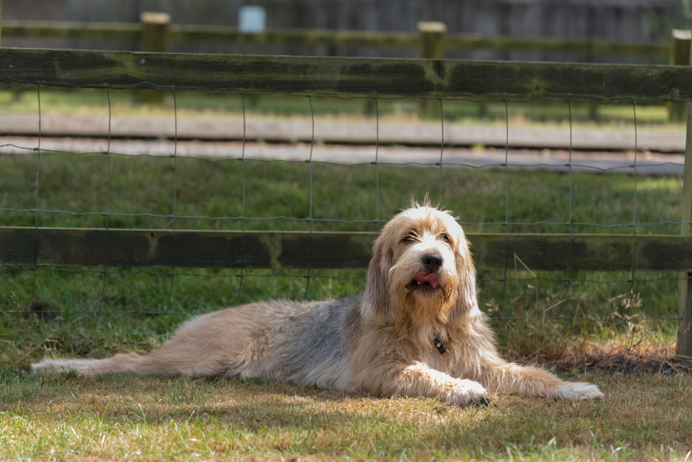 Single Otterhound lying in field in front of a fence