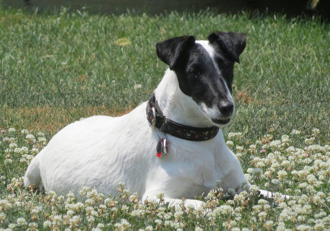 Smooth Fox Terrier lying on grass