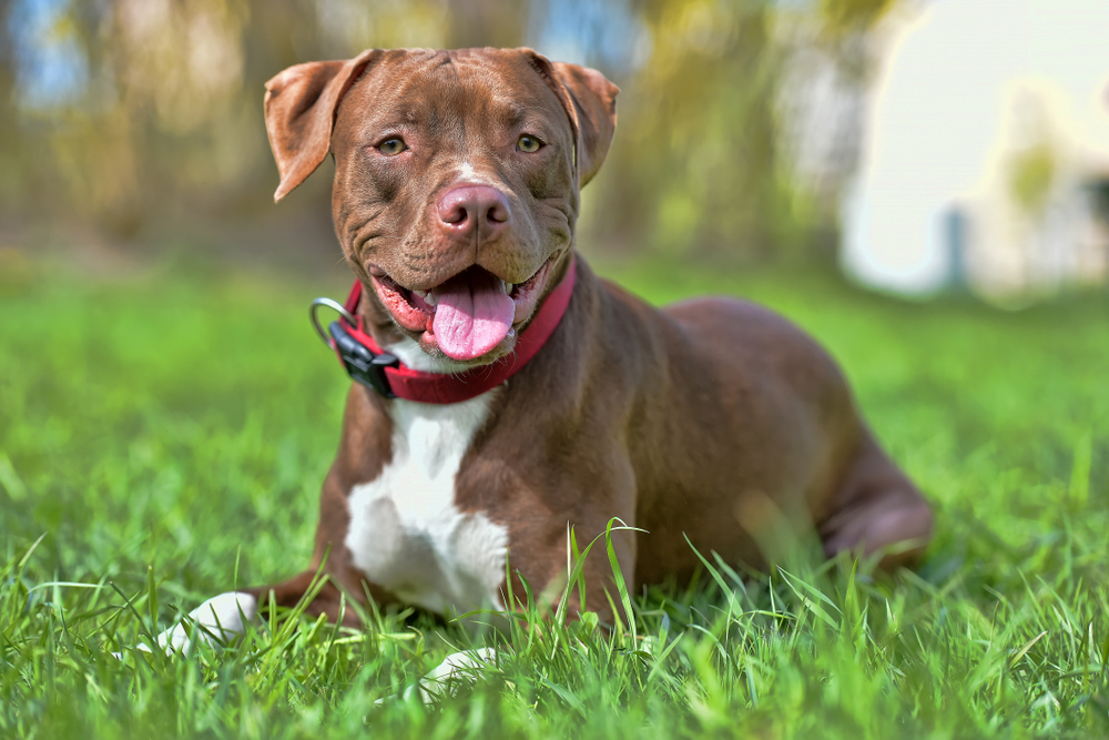 american pitbull terrier dog lying on grass