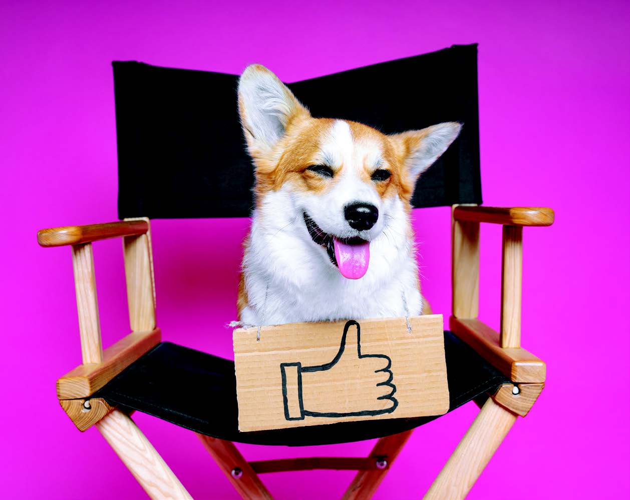 9 Best Movies Dogs Like to Watch Dogster