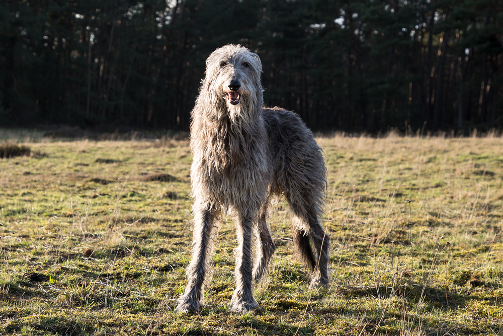 scottish deerhound dog outdoors