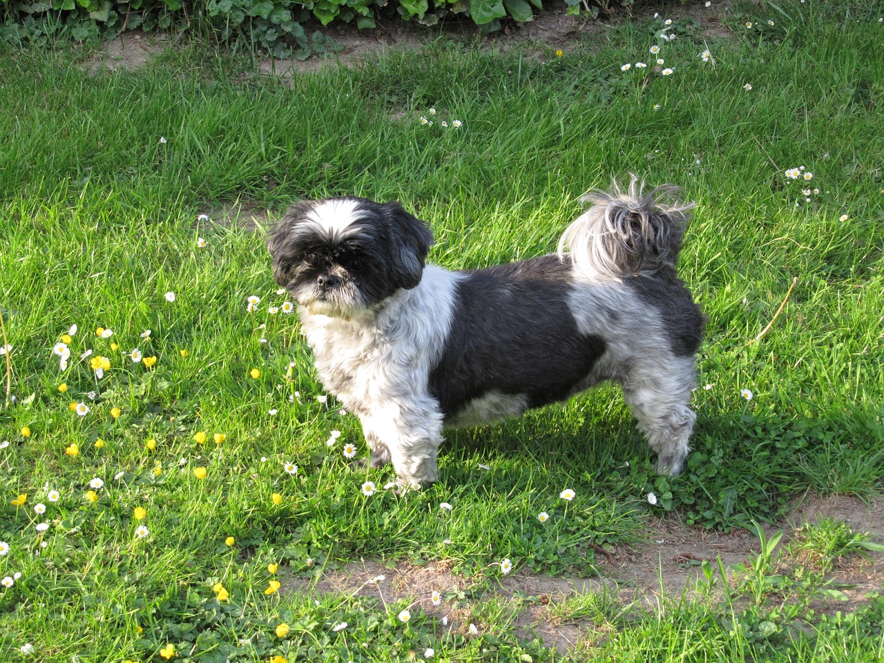 shih tzu standing on grass