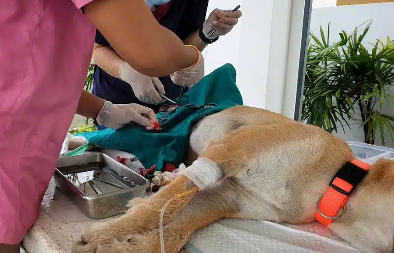 veterinarian spaying or neutering a dog