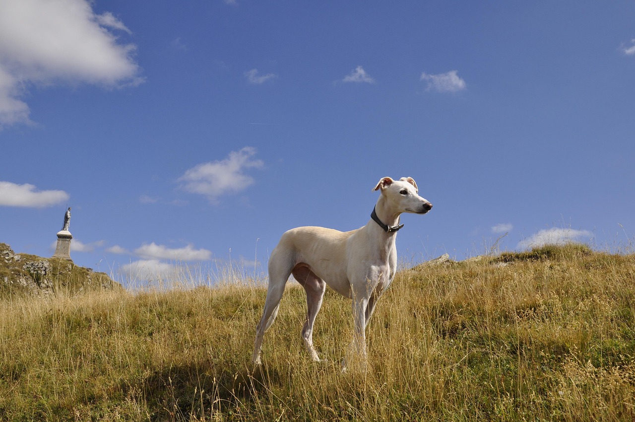 white greyhound outdoors