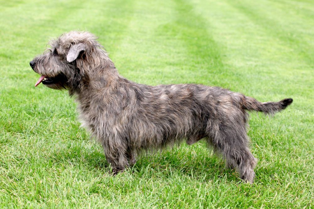 Glen of Imaal Terrier dog standing on a green grass lawn outdoors