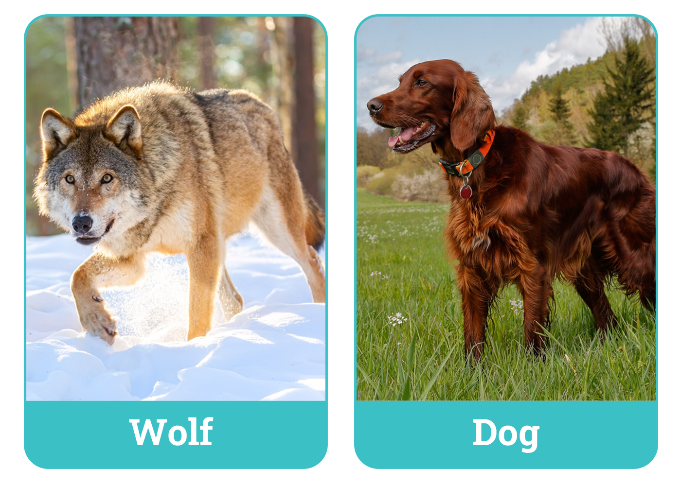 Wolf Vs Dog