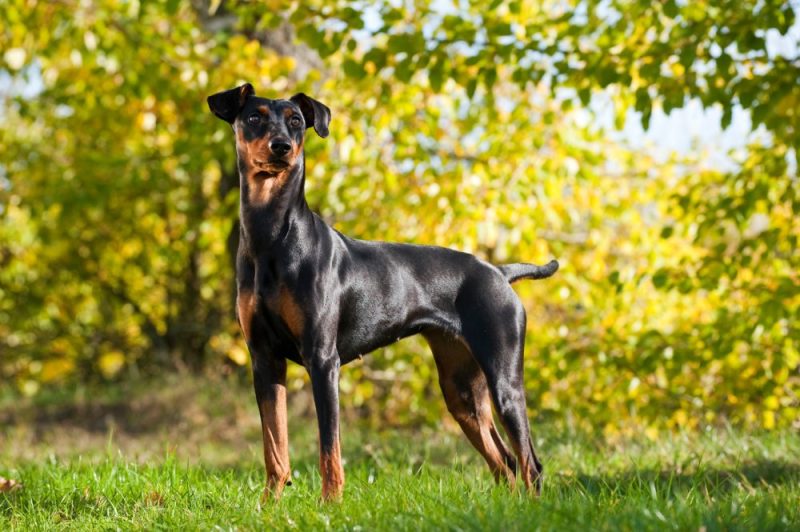 german pinscher dog in summer meadow