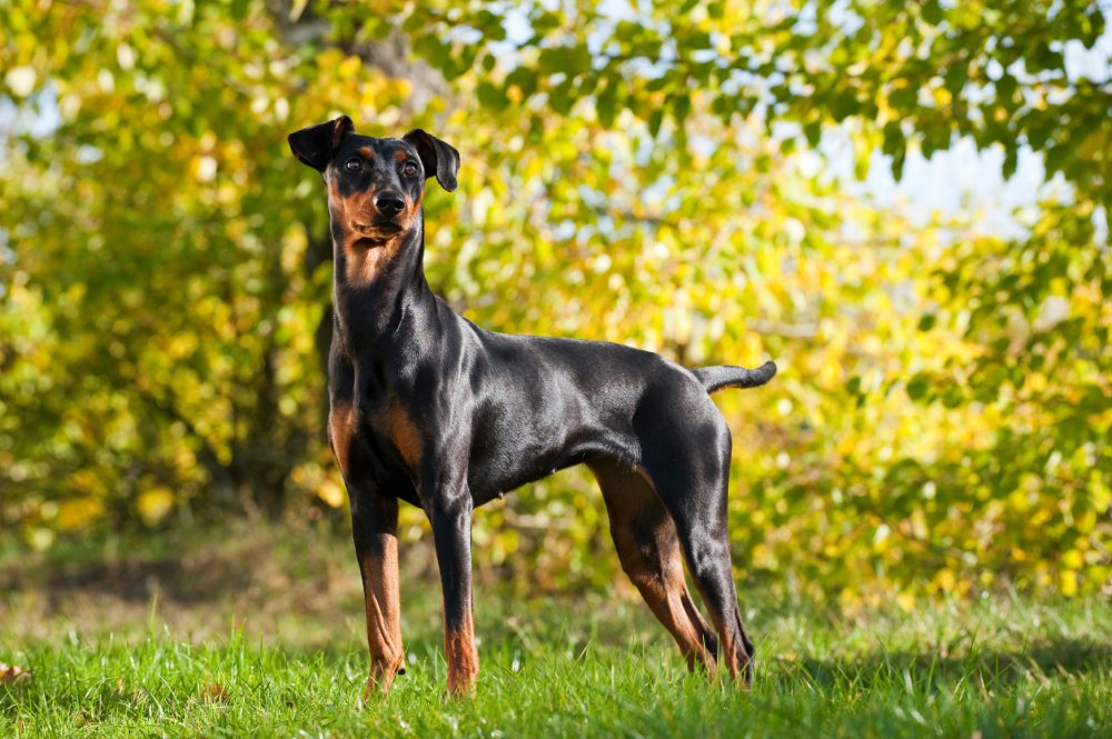 german pinscher dog in summer meadow