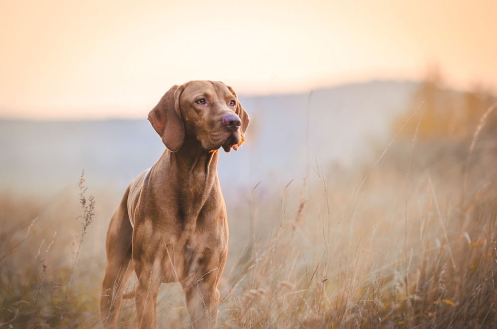 Hungarian hound pointer vizsla dog