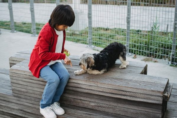 a boy training a dog on a platform