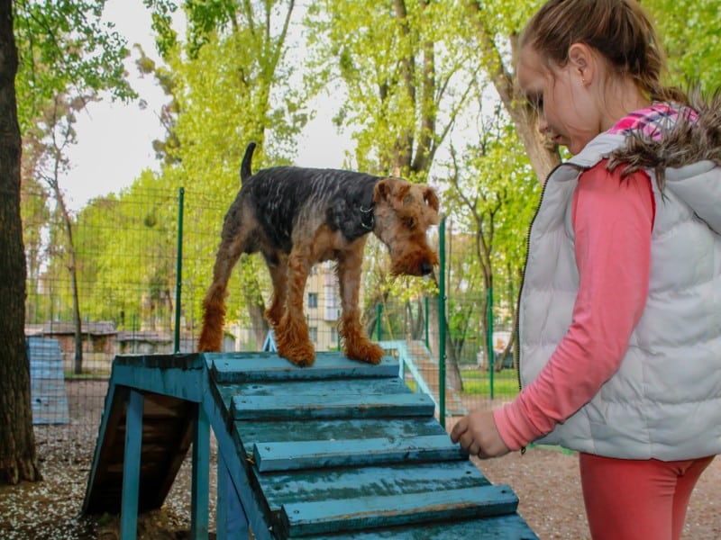 girl training a dog on a platform