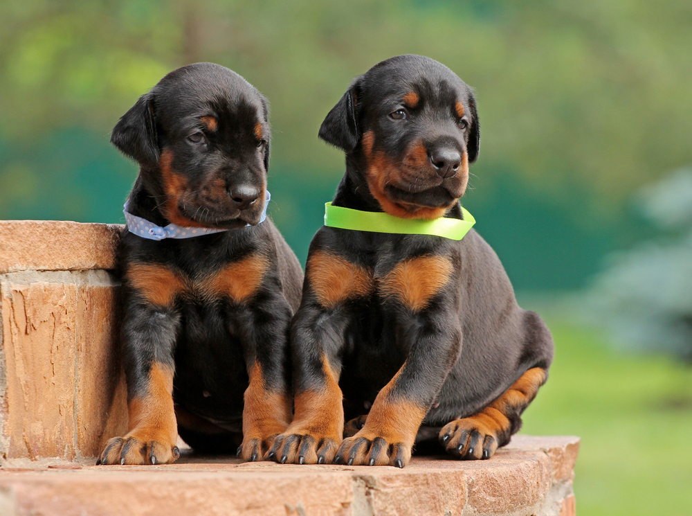 two doberman puppies