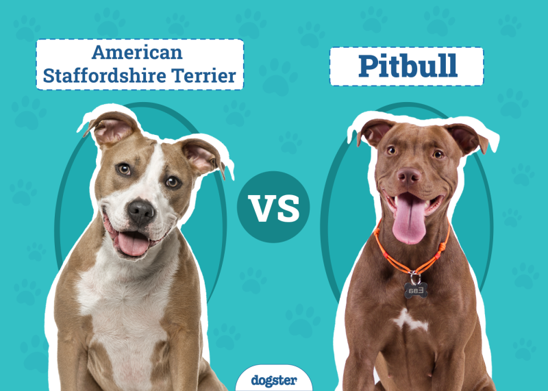 American Staffordshire Terrier vs Pit Bull