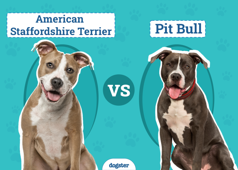 American Staffordshire Terrier vs Pit Bull The Differences (With Pictures) Dogster