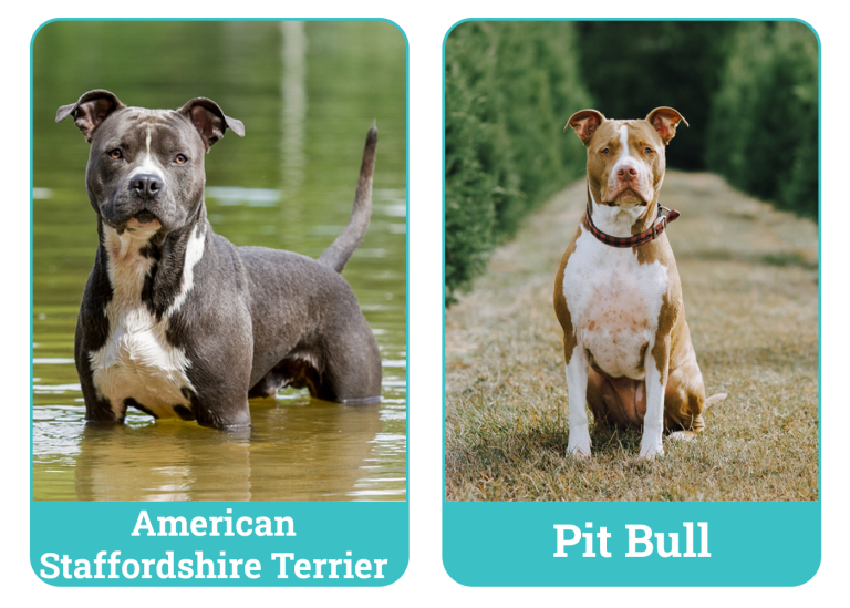 American Staffordshire Terrier vs Pit Bull The Differences (With Pictures) Dogster