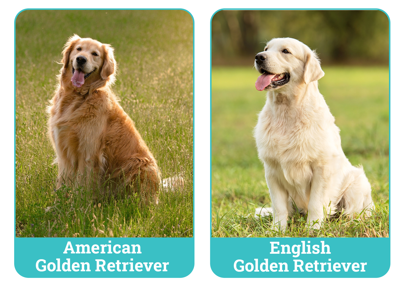 American vs. English Golden Retrievers