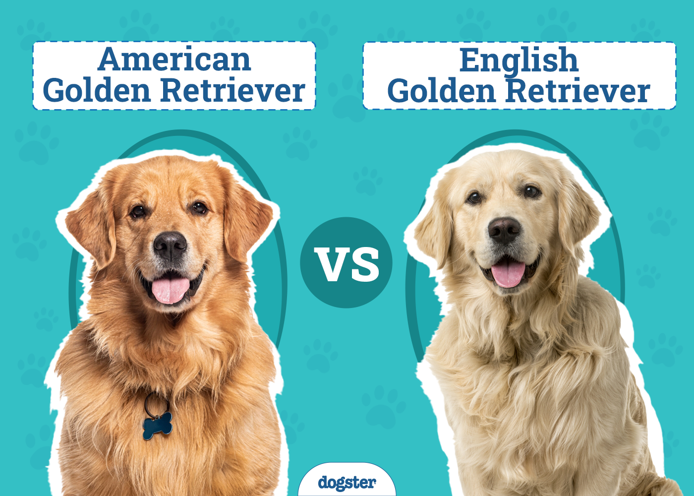 American vs. English Golden Retrievers
