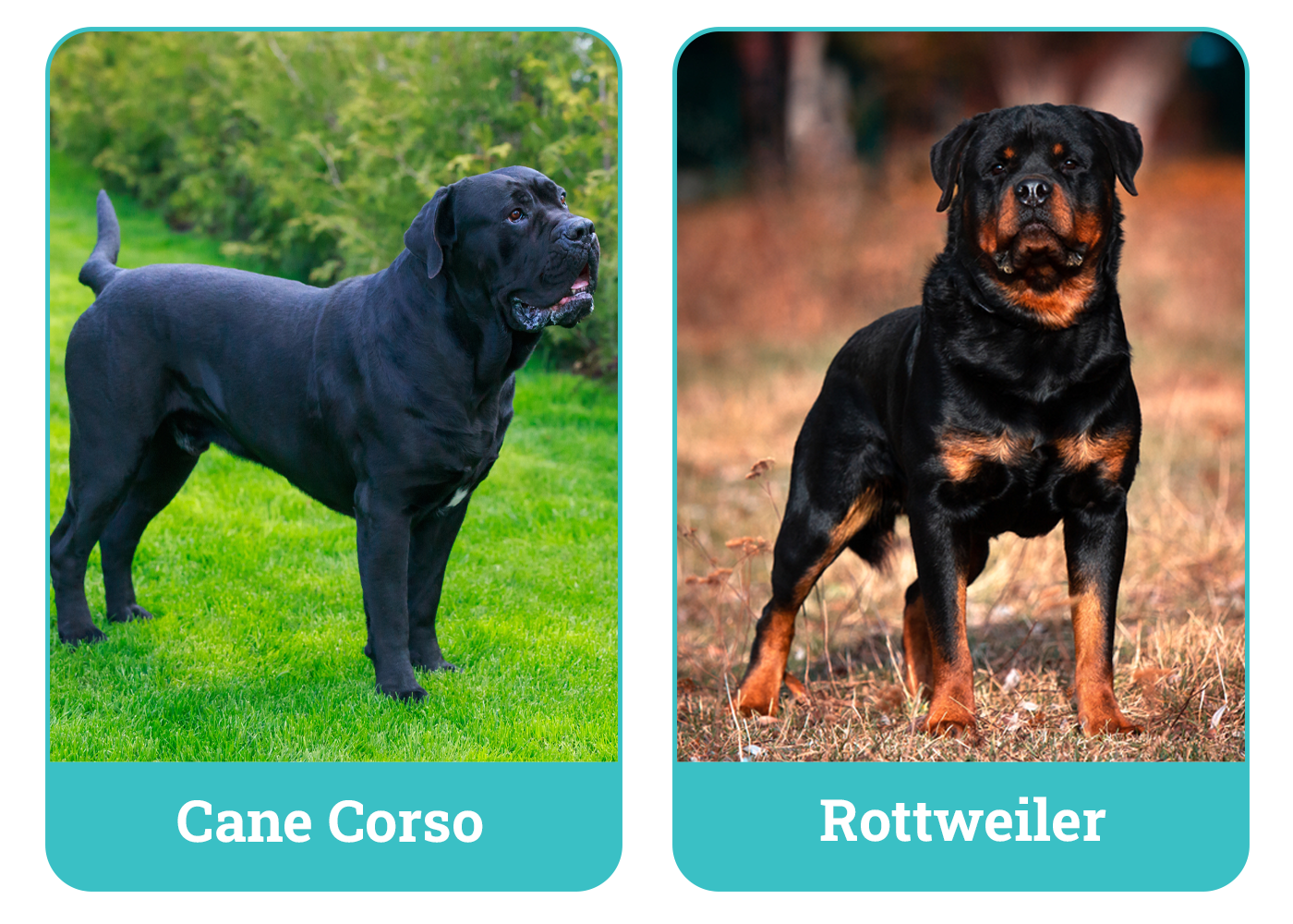 Cane Corso vs Rottweiler