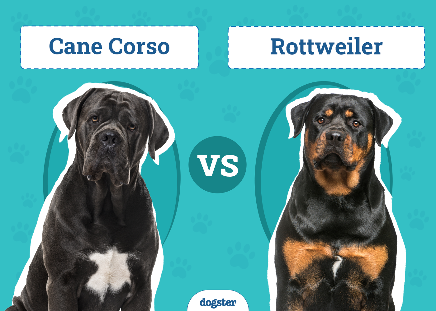 Cane Corso vs Rottweiler