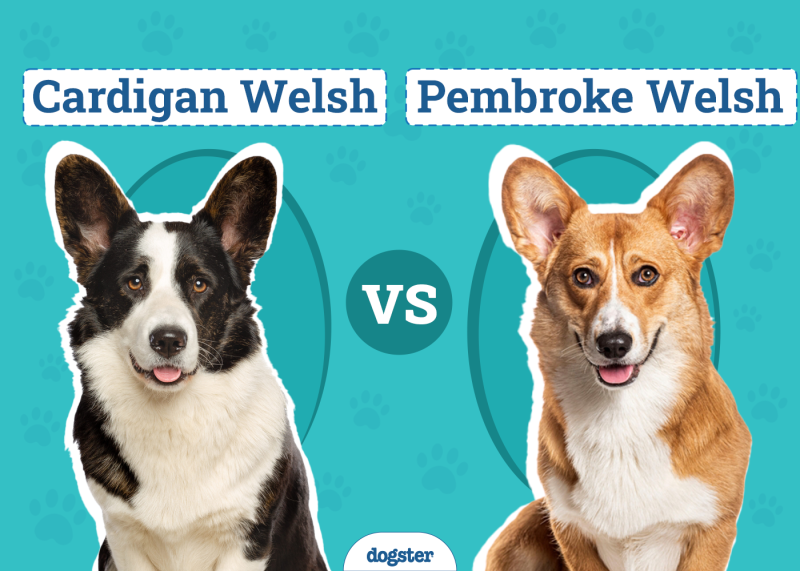 Cardigan Welsh vs Pembroke Welsh Corgi
