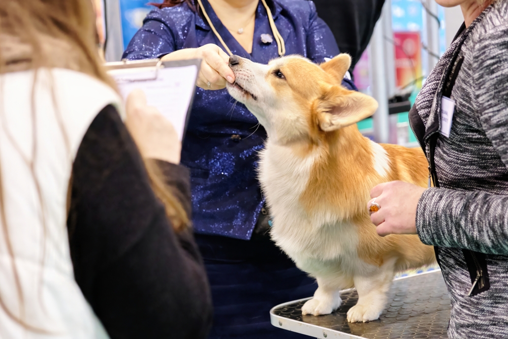 Corgi being judged at a dog show