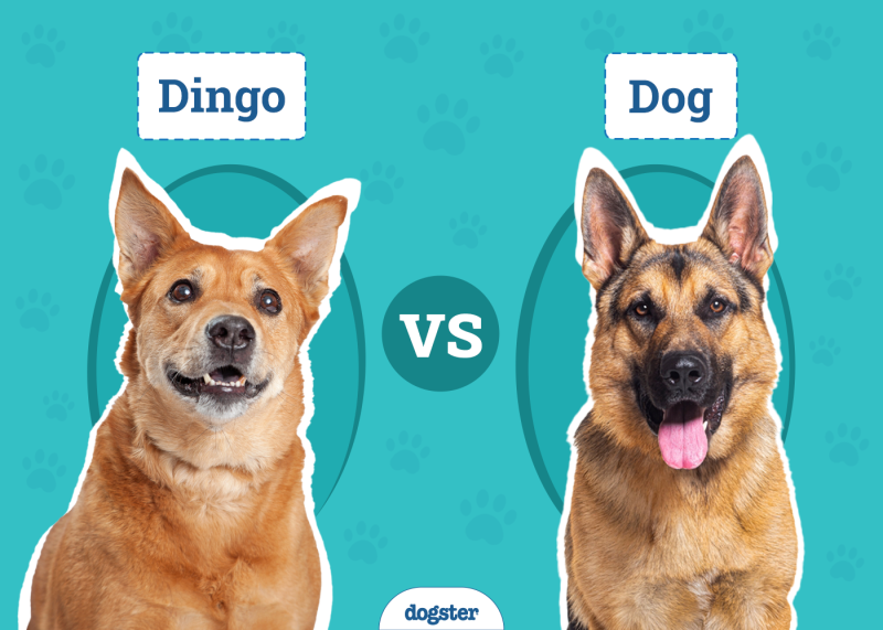 Dingo Vs Dog
