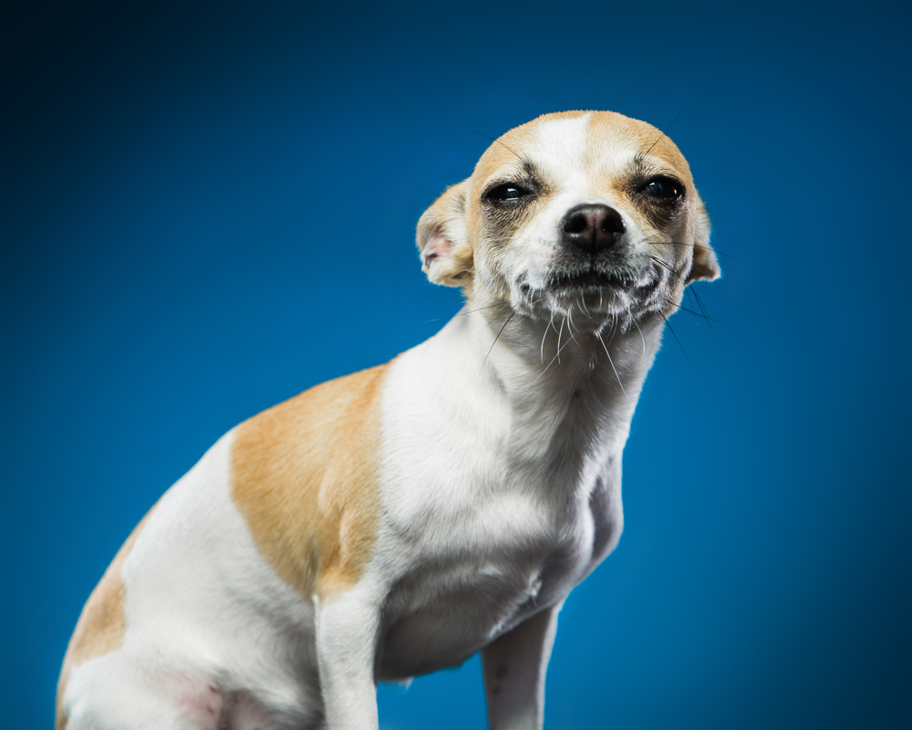 Dogs Pin their Ears Back on blue background