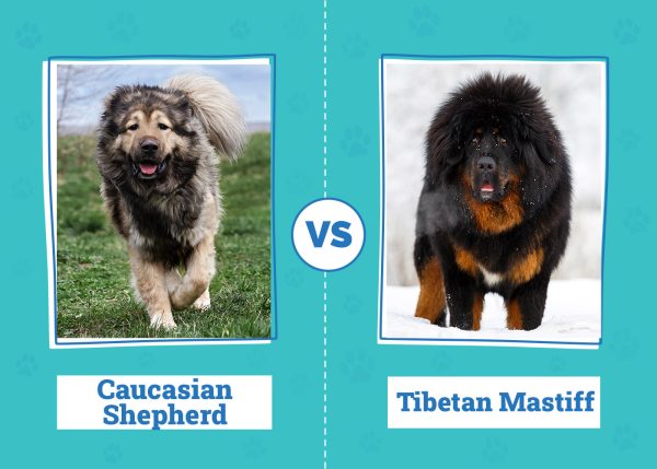 Caucasian Shepherd vs Tibetan Mastiff