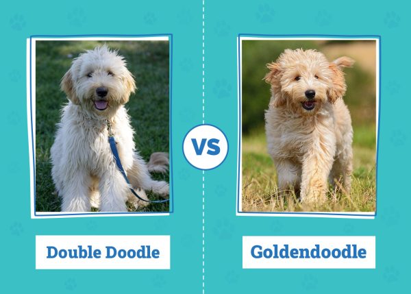 Double Doodle vs. Goldendoodle