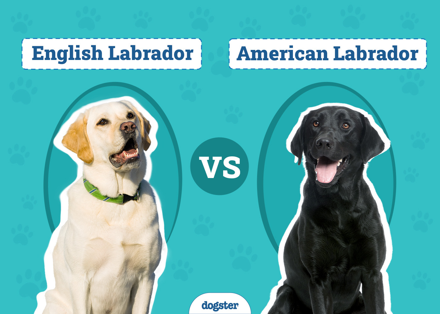 English vs American Labrador The Main Differences (With Pictures) Dogster